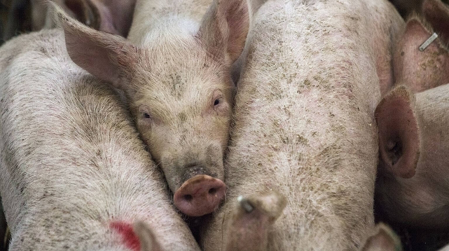 NGPF zoonosen varkens