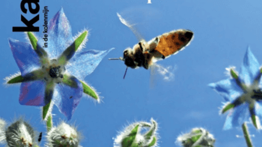 Kanarie in de Kolenmijn 2