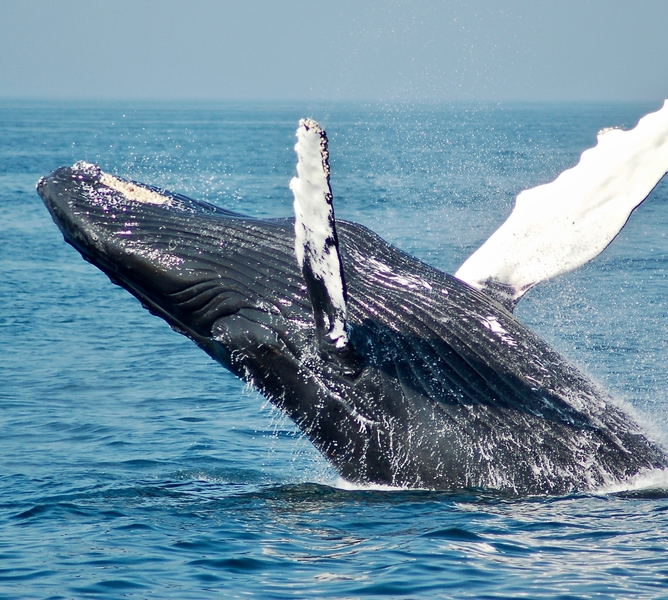 Whale unsplash